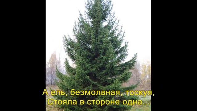 Древнее предание о ёлочке смотреть онлайн