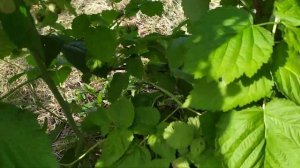 Малиновое дерево Крепыш