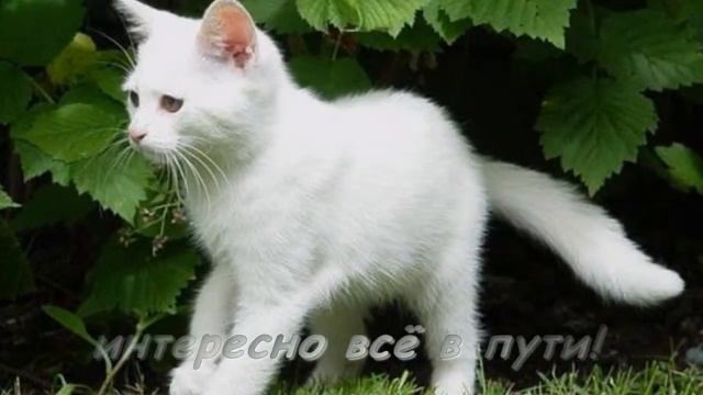 Про белого котёнка смотреть онлайн