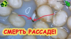 СЕМЕНА НАКЛЮНУЛИСЬ, а кончики... ЧЕРНЫЕ! Что это значит и как с этим быть.