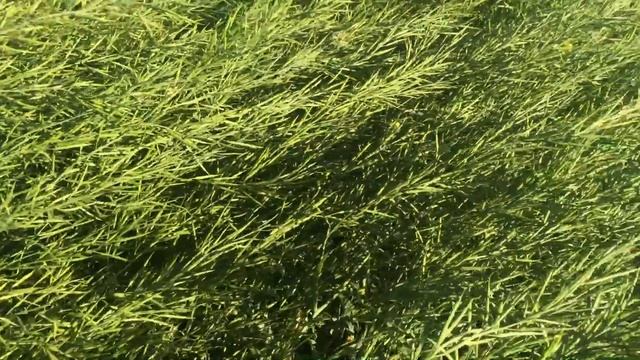 Горчица озимая 30.05.18. Налив зерна смотреть онлайн