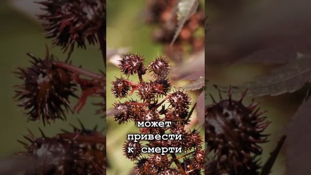 Опасное ядовитое растение