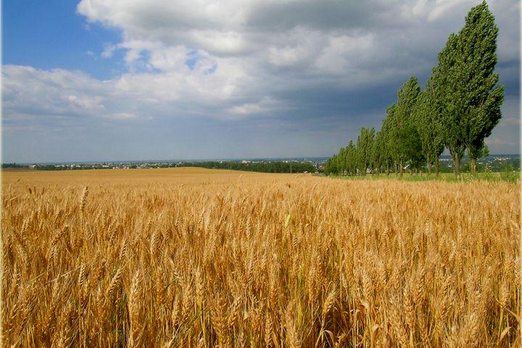 Из тёплого края Кубани - реки смотреть онлайн