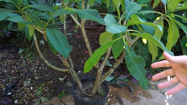 What to do With Plumeria Plants During Winter || Dormant Plumeria смотреть онлайн