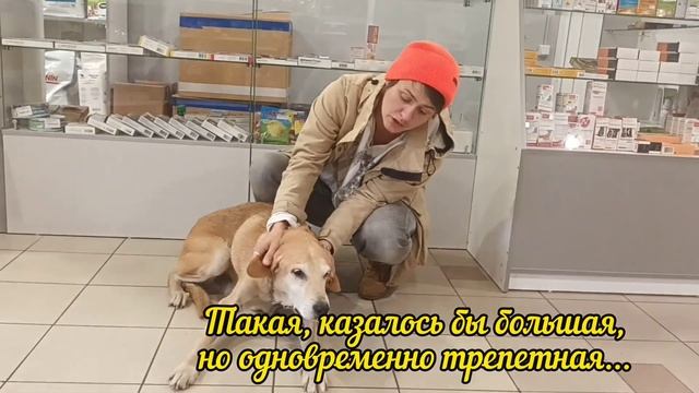 ЛИНДЕ НУЖЕН ШАНС на счастье и наша общая ПОМОЩЬ! Верновцы -помощь животным смотреть онлайн