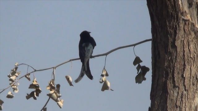 Птицы Индии, незнакомая мне птица. смотреть онлайн