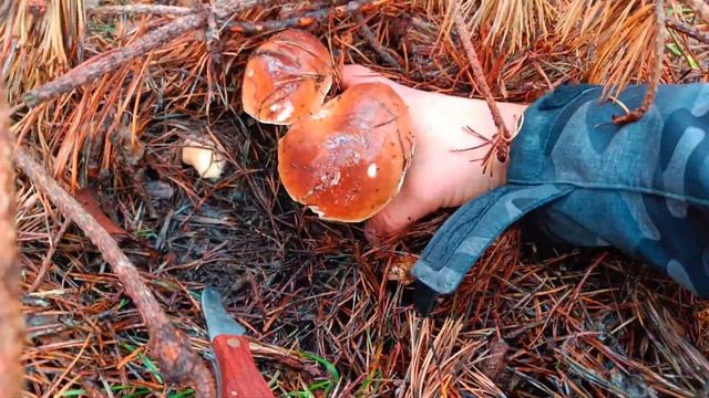Boletus edulis bajo pinares (Soria) смотреть онлайн