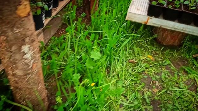 Фуксия. Размножение черенкованием. Второй этап. смотреть онлайн