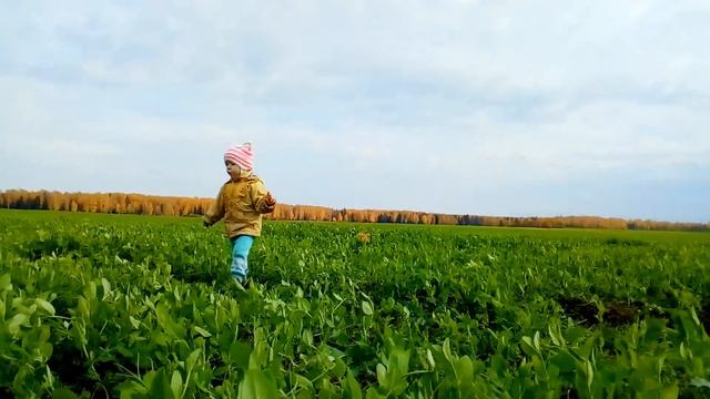 как  и когда сажать семена болгарского перца?