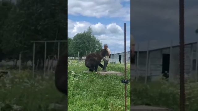 Причеши медведя смотреть онлайн