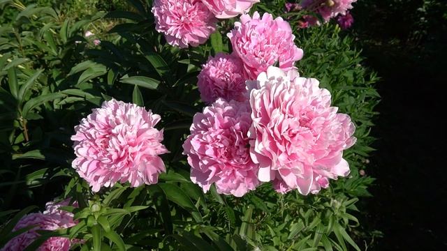 Пион Кёнигин Вильгельмина - Koenigin Wilhelmina- Krelage, 1912, Нидерланды