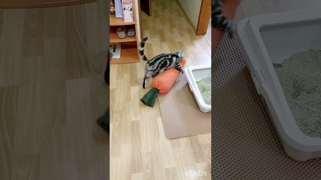 Американская короткошерстная кошка