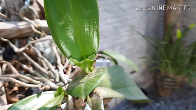 VEJA O RESULTADO DAS PHALAENOPSIS que estavam com fungos..Muitos KEIKES(mudas)Reenviando vídeo смотреть онлайн