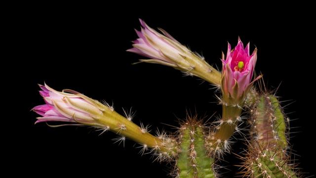 Time Lapse Echinocereus scheeri, Mexico, Chihuahua, Moris (4K) смотреть онлайн