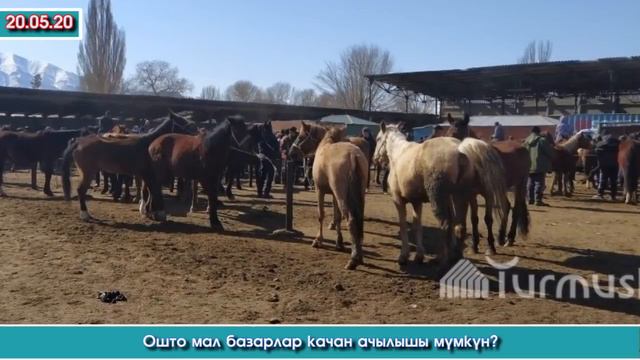 Депутат Жунушалы Кашкаро ДЕП / Жылкы ИЛДЕТИ / Чоң КАЗАТ жоопко ТАРТЫЛАБЫ? / Кара-Кулжада ИЛДЕТ чыкт смотреть онлайн