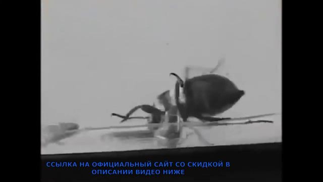 Обзор Pest Reject отпугиватель тараканов, грызунов и насекомых отзывы, цена, купить