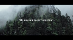 Вольгаст   "На камнях растут деревья"   официальный клипп 2020