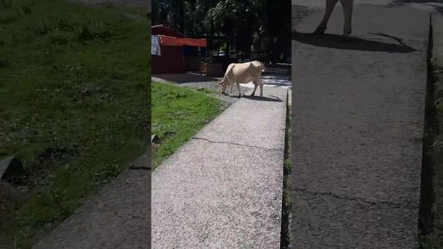 барни гуляет с викой и катаеться на качели смотреть онлайн