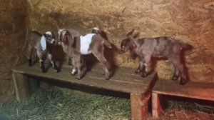 Нубийские козлята , обезрожила .Продажа !