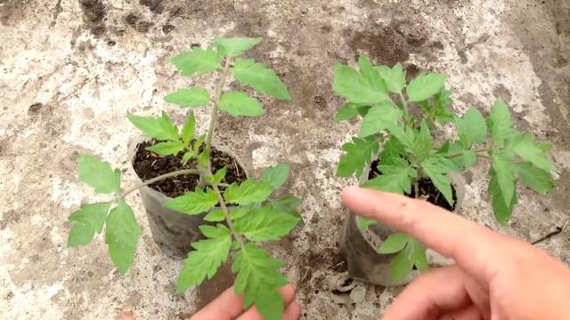 Выращивание рассады томатов смотреть онлайн