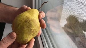 Груша Далисан - французский шедевр. Сладкая с сильным ароматом и длительным периодом хранения.