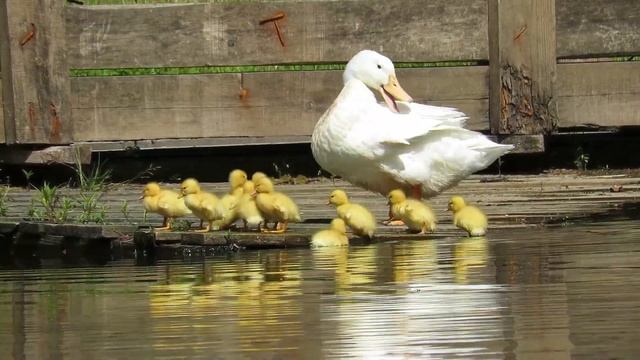 Маленькие желтые утята домашней утки, Little ducklings смотреть онлайн