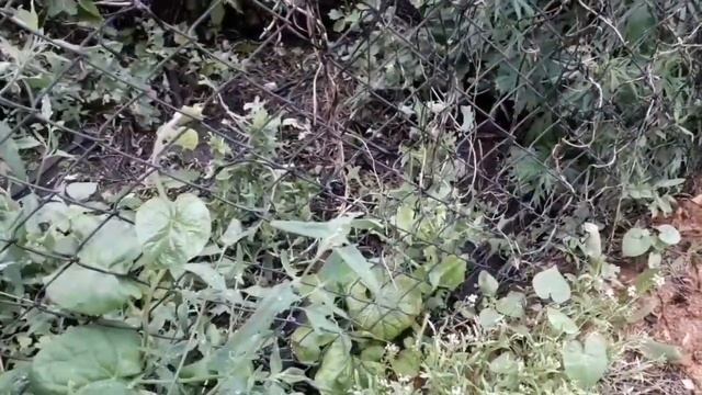 Растение паразит. От прекрасного к неугодным смотреть онлайн