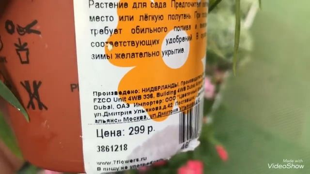 Цветочное Царство к 8 Марта в Оби!