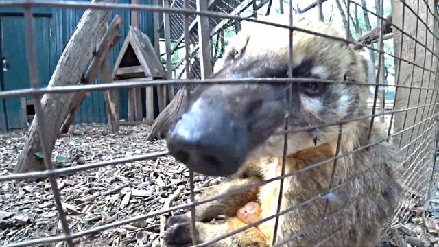 VLOG Зоопарк, кормим ОБЕЗЬЯНУ и МЕДВЕДЯ смотреть онлайн