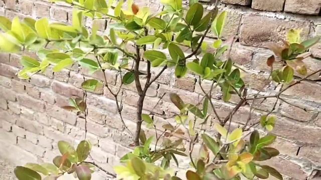 Carissa Grandiflora /natal Plum /karonda Care Fertilizer Propagation AAA