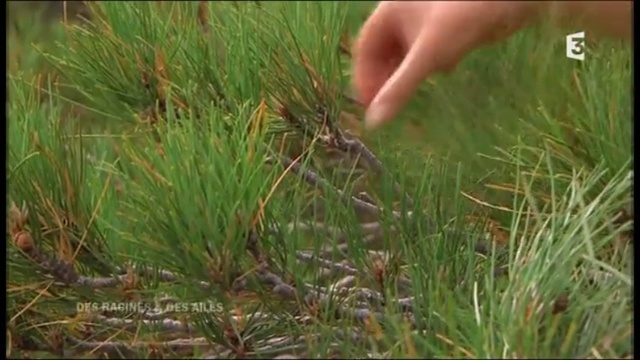 Des racines et des ailes - 3ème partie - Corse 28.01.2015 France3 смотреть онлайн