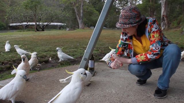 Кормление попугаев Какаду в Сиднее смотреть онлайн