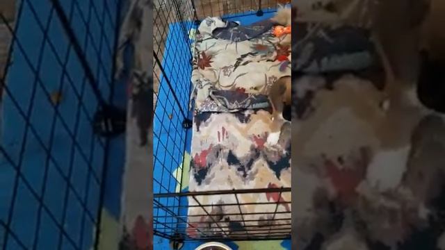 Наши щенки в Новороссийске, отдаем в добрые руки смотреть онлайн