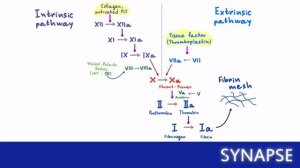 USMLE Step 1 - Вторичный гемостаз
