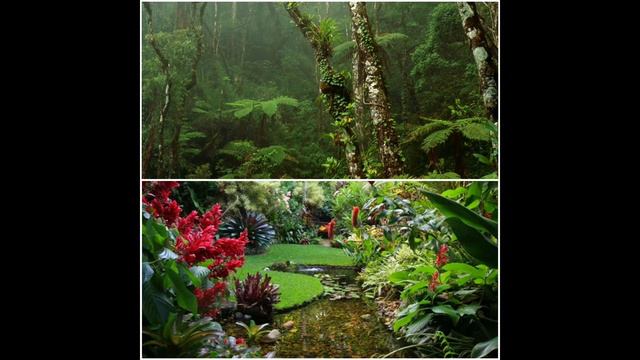 Парусник Улисс 🦋🦋🦋🦋