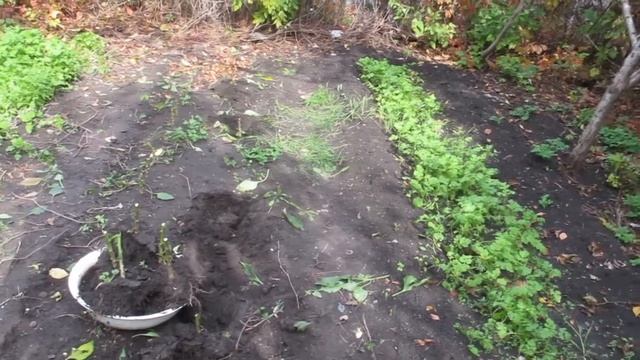 Эксперимент: выращивание сладкого перца два года смотреть онлайн