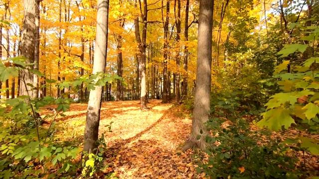 Сура 89 Аль Фаджр.ОМАР ХИШАМ.Очень красивое чтение Корана. Священный коран смотреть онлайн