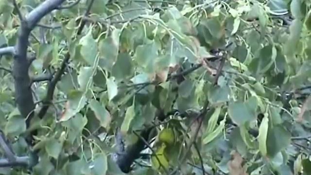 Белка строит гнездо/A squirrel builds a nest смотреть онлайн