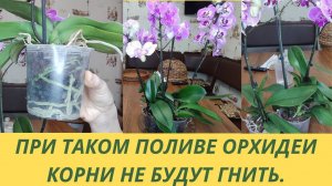 У Орхидеи гниют корни способы полива. Правильный полив орхидеи до пересадки. Полив после покупки.