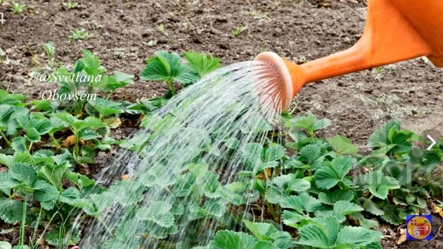 ПОЛИЛА КЛУБНИКУ ПРОСТОЙ САМОДЕЛЬНОЙ ПОДКОРМКОЙ,ТЕПЕРЬ ХОТЬ ПРОДАВАЙ.УРОЖАЙ СУМАСШЕДШИЙ КРУПНАЯ,СЛАД