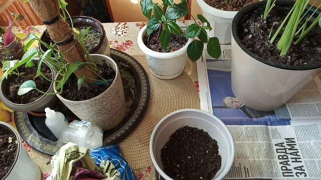 Очень быстрая пересадка смотреть онлайн