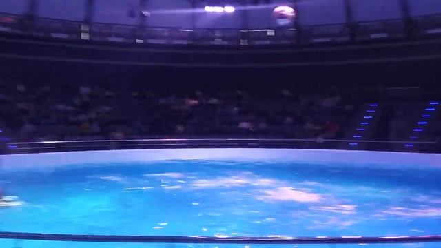 Центр океанографии и морской биологии «Дельфиния» смотреть онлайн