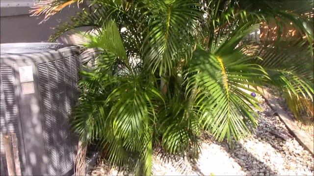 Areca Palm Stump and Re-CLUMP the Clump! The Secret to Success - Part 1 смотреть онлайн