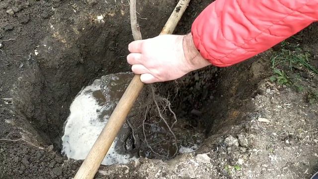 ХУРМА КАК ПРАВИЛЬНО ПОСАДИТЬ ДЕРЕВО смотреть онлайн