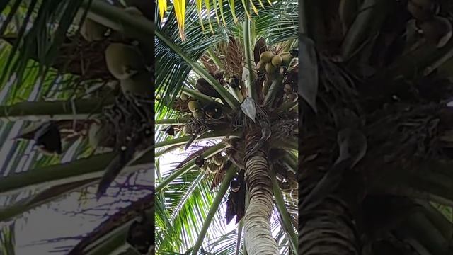 2022 Мальдивы летучие мыши на пальме смотреть онлайн