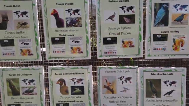 Тенерифе, Манки парк на Тенерифе. Парк обезьян и лемуров на Тенерифе. Monkey Park in Tenerife. смотреть онлайн