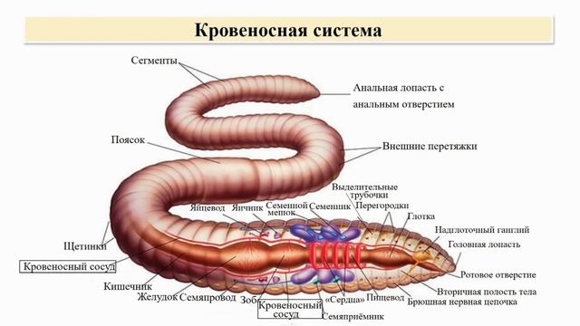 Тип Кольчатые черви. Тема 9. Малощетинковые черви. Среда обитания, внешнее и внутреннее строение смотреть онлайн
