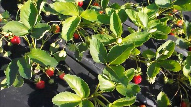 Клубника Флорида Бьюти стала нашим фаворитом в 2023 году смотреть онлайн