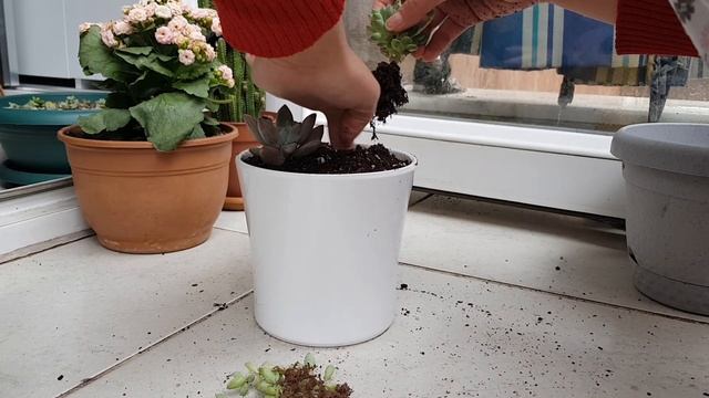 SUKULENT ARANJMAN YAPIMI / ÖZEL TÜR SUKULENT COTYLEDON PENDENS