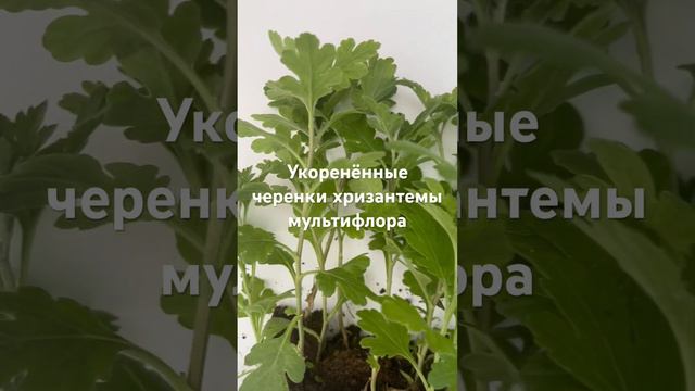 #дача #дом #сад #цветы #огород#хризантема смотреть онлайн